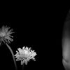 流淌的花 | Flowers In The Flowing