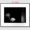 流淌的花 | Flowers In The Flowing：圖片 2